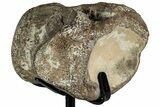 Fossil Mosasaur Vertebra w/ Metal Stand - Texas #316048-1